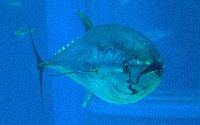 Bluefin Tuna (Photo credit: opencage.info)