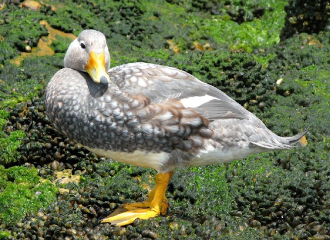 Chubut Steamerduck