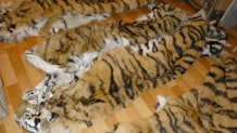 Seized tiger skins_by Pavel Fomenko_WWF