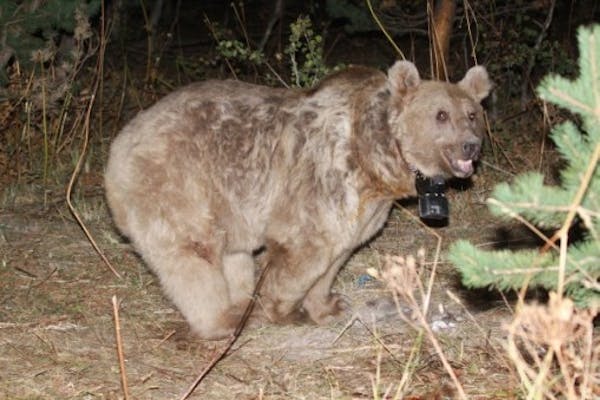Turkish Brown Bear with Crittercam
