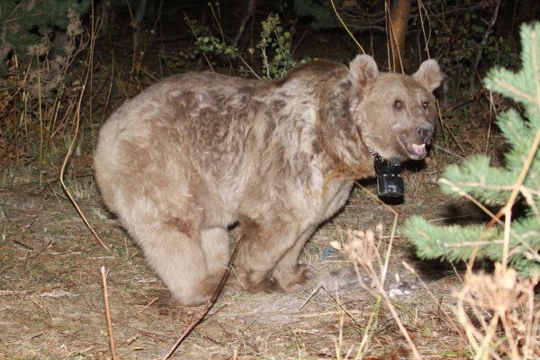 Turkish Brown Bear with Crittercam