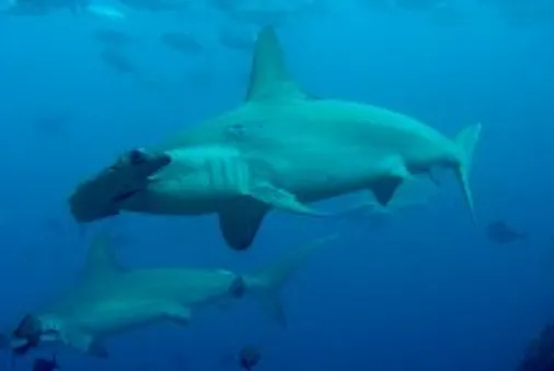 Hope For The Hammerhead Shark Whitley Award Hope For The Hammerhead Shark Whitley Award