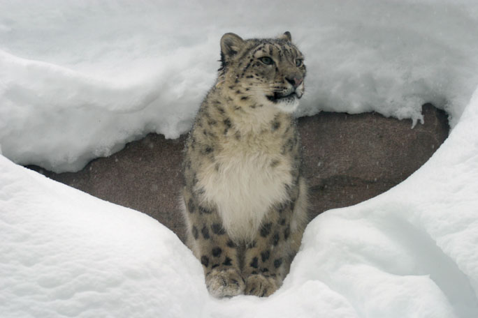 Global Strategy for Snow Leopard Conservation | Whitley Award