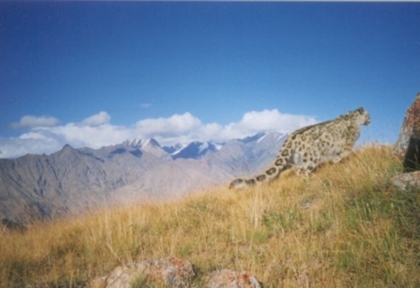 A snow leopard in Sarychat-Ertash State Nature Reserve