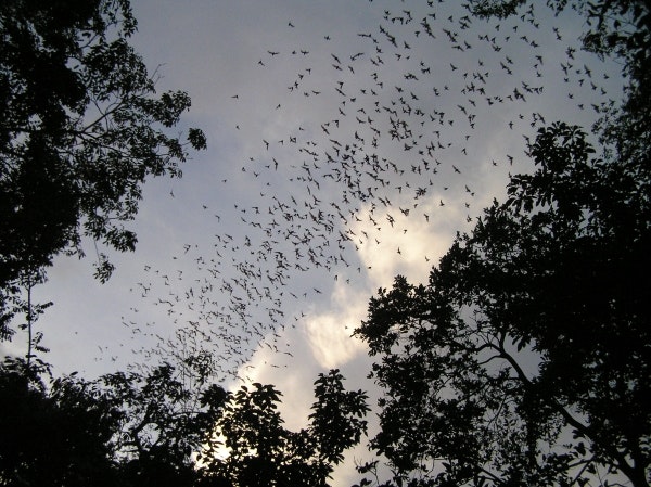 Broad tail freetailed bats