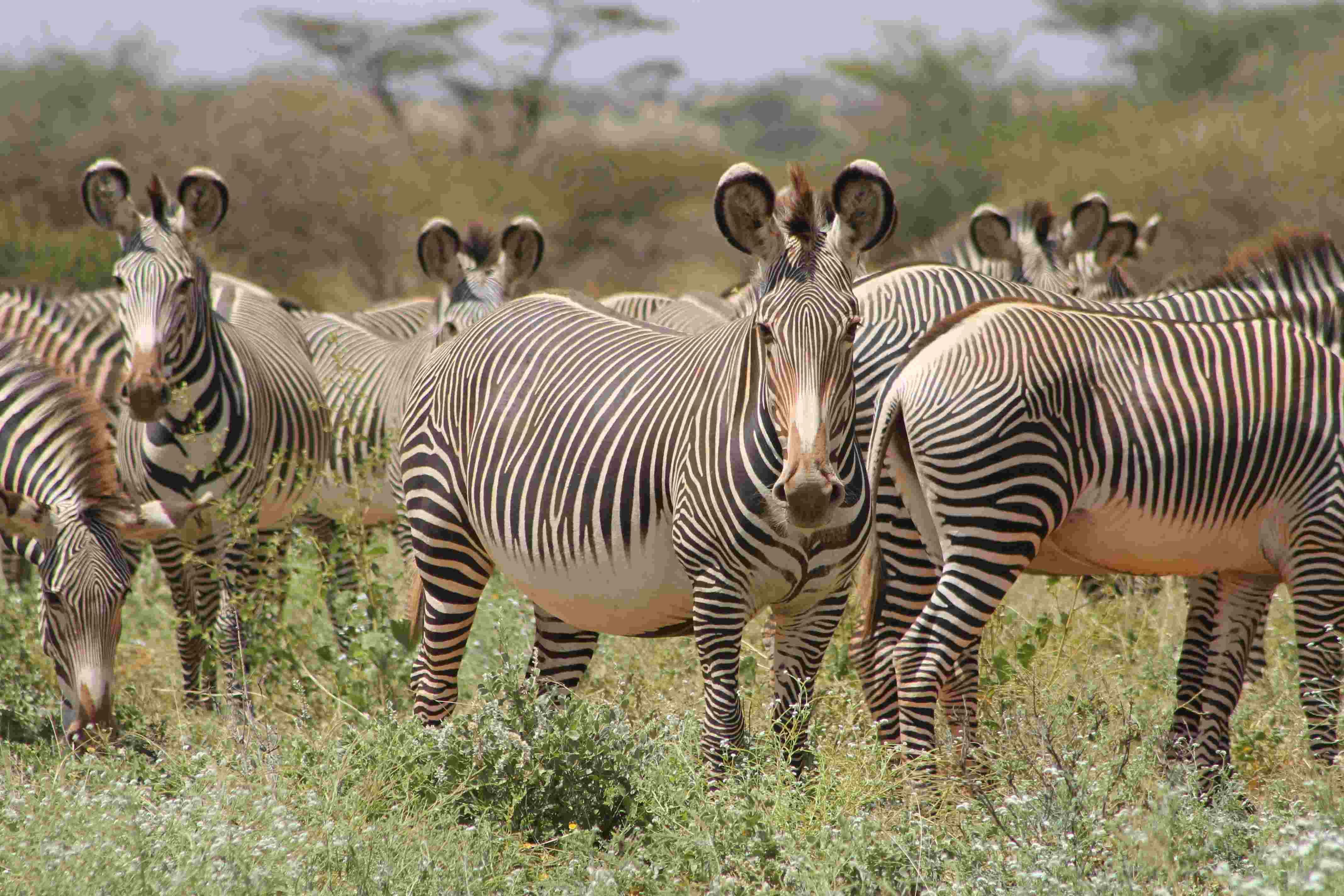 Download Grevy S Zebra And The Nomadic Samburu Whitley Award