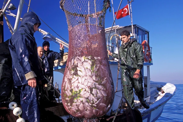 Fisheries in Gokova Bay