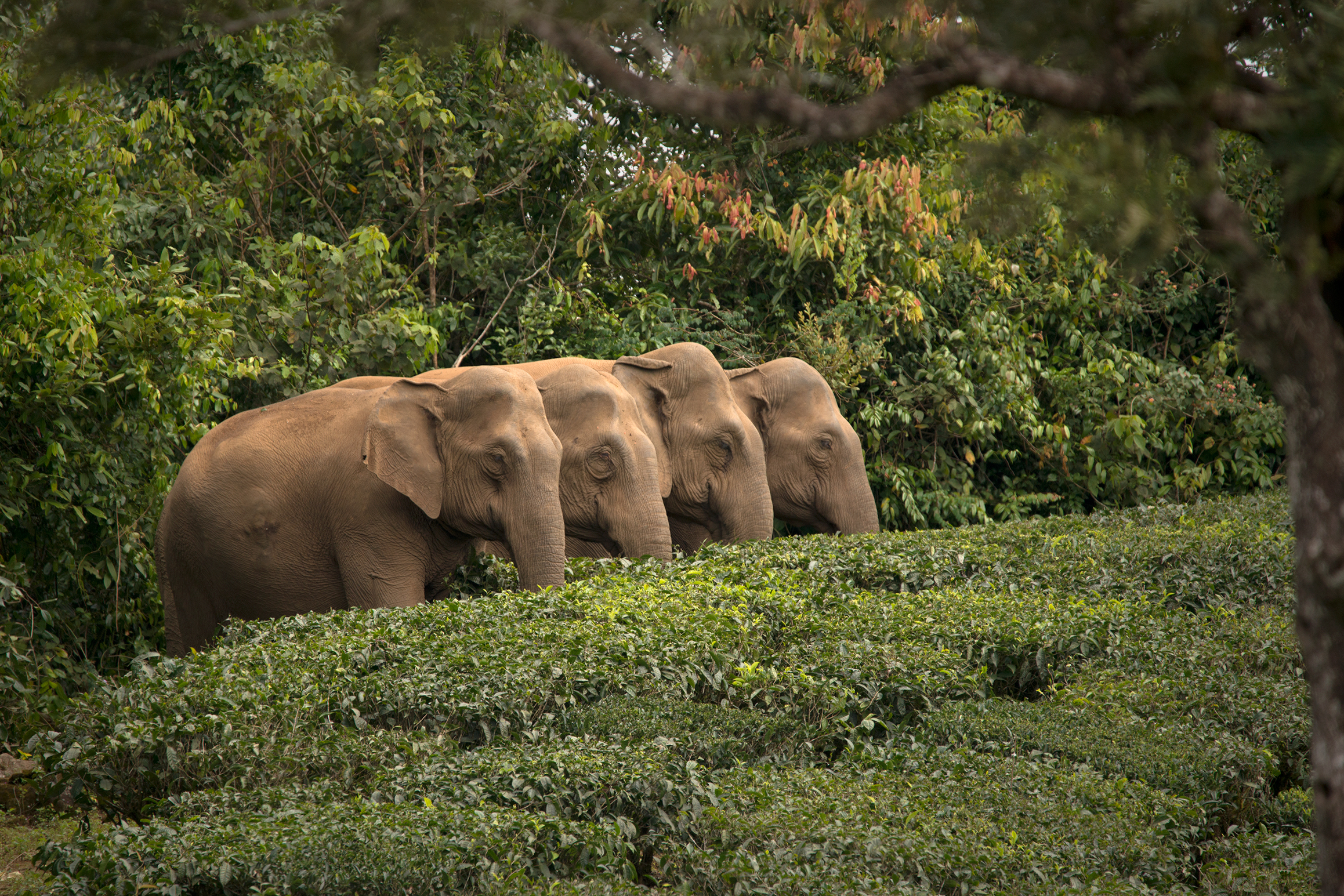 Asian elephant herd_Ganesh Raghunathan