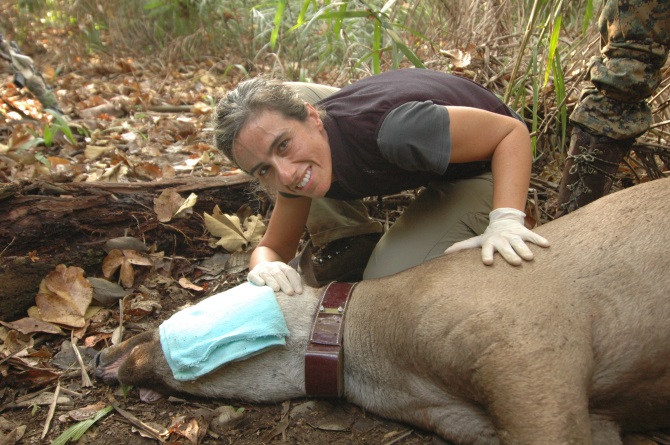 Pati captures tapirs and releases them with radio collars attached which help her to study how they use their habitat