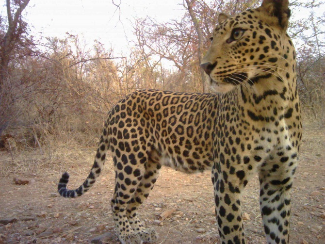 Population growth in India and the expansion of towns and cities into wild areas is increasing the potential for conflict with wild species such as leopards