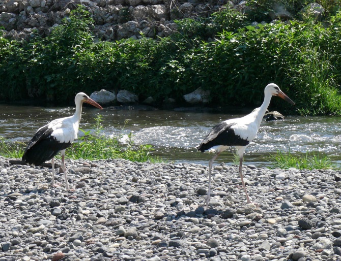 The wetlands of the south Caucusus region stretch from Armenia into Turkey and are important habitats for many wild species, including white storks