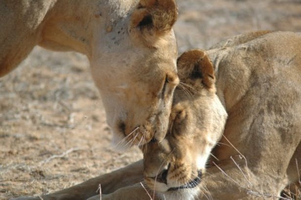 Lions, Whitley Awards 2014