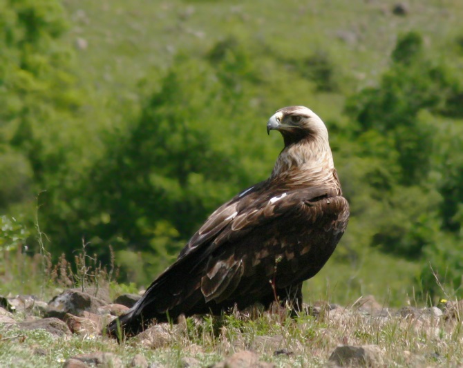 Adult Imperial eagle