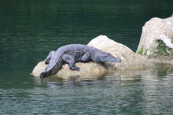Adult Philippine crocodile in Disulap River crocodile santiary