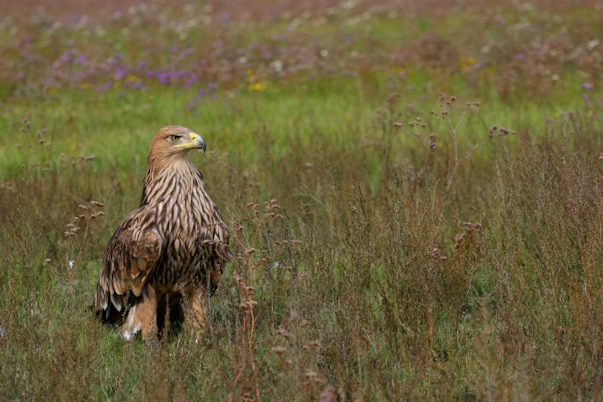 The Imperial Eagle is benefiting from the work of 2014 Whitley Award Finalist, Stoycho Stoychev of Bulgaria