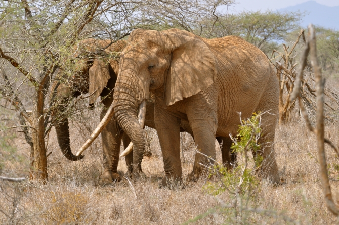 elephants