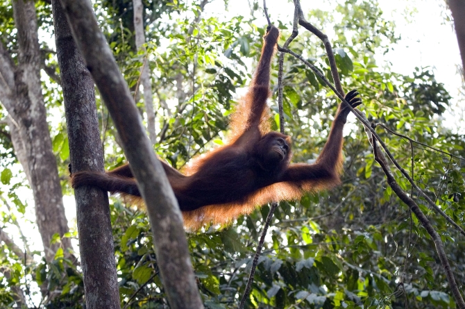 orangutan
