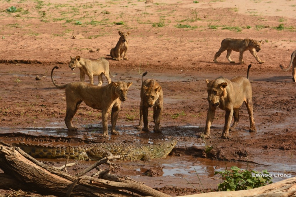 Ewaso lions confronting the crocodile