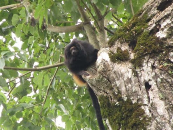 Black lion tamarin, Pontal