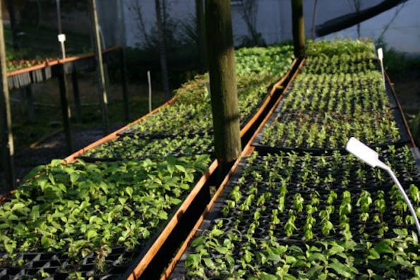 Nazare community nursery - 1 month old seedlings