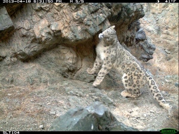 SLT snow leopard