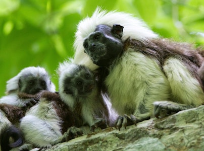 What Happens To Colombia's Night Monkeys After Biomedical Studies?