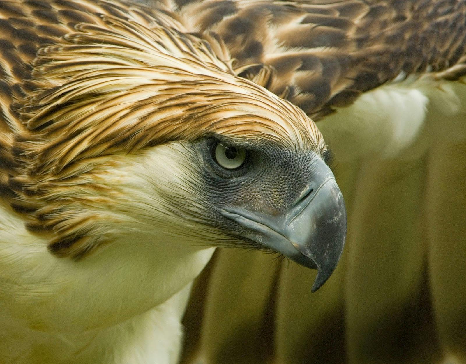 philippine eagle picture