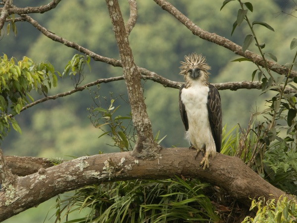 conserving the philippine eagle on mindanao island whitley award the philippine eagle on mindanao island