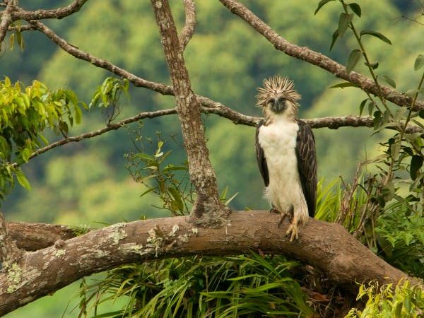 Ghana report Conserving the Philippine eagle on Mindanao Island | Whitley Award
