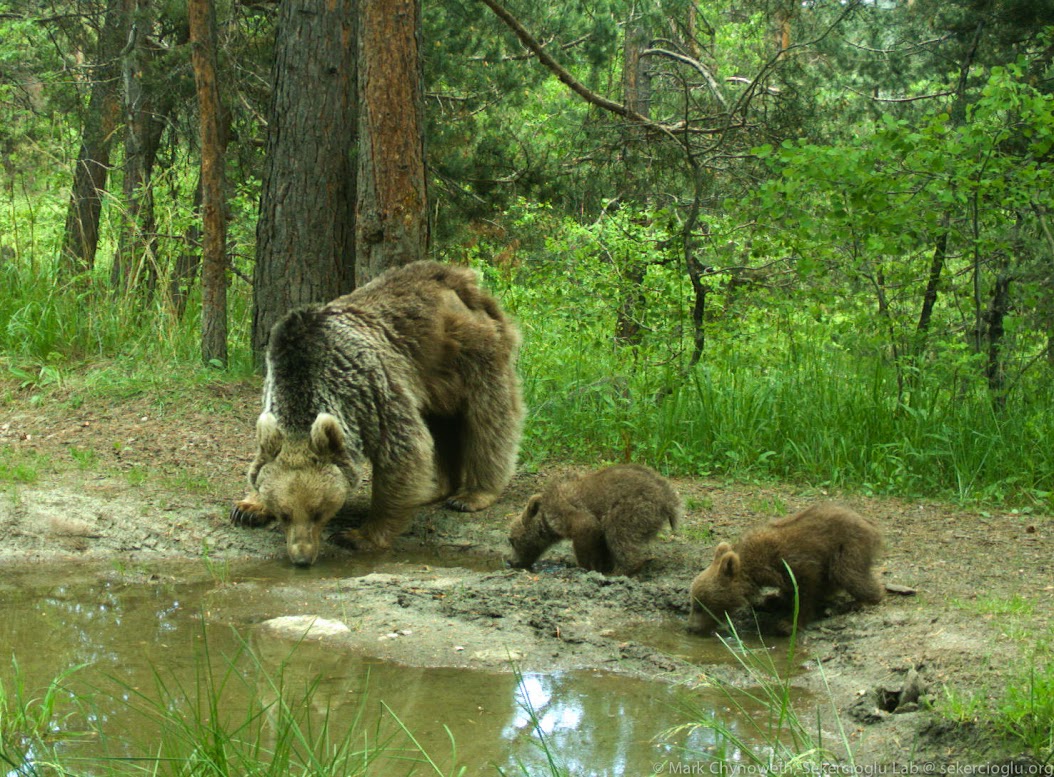 bear-cubs