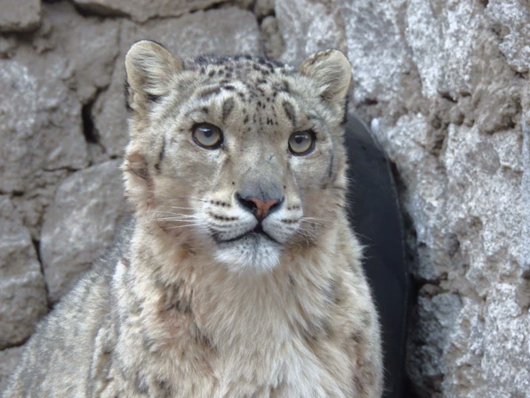 snow-leopard