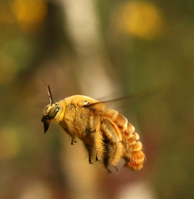 130924 Dino golden bee crop