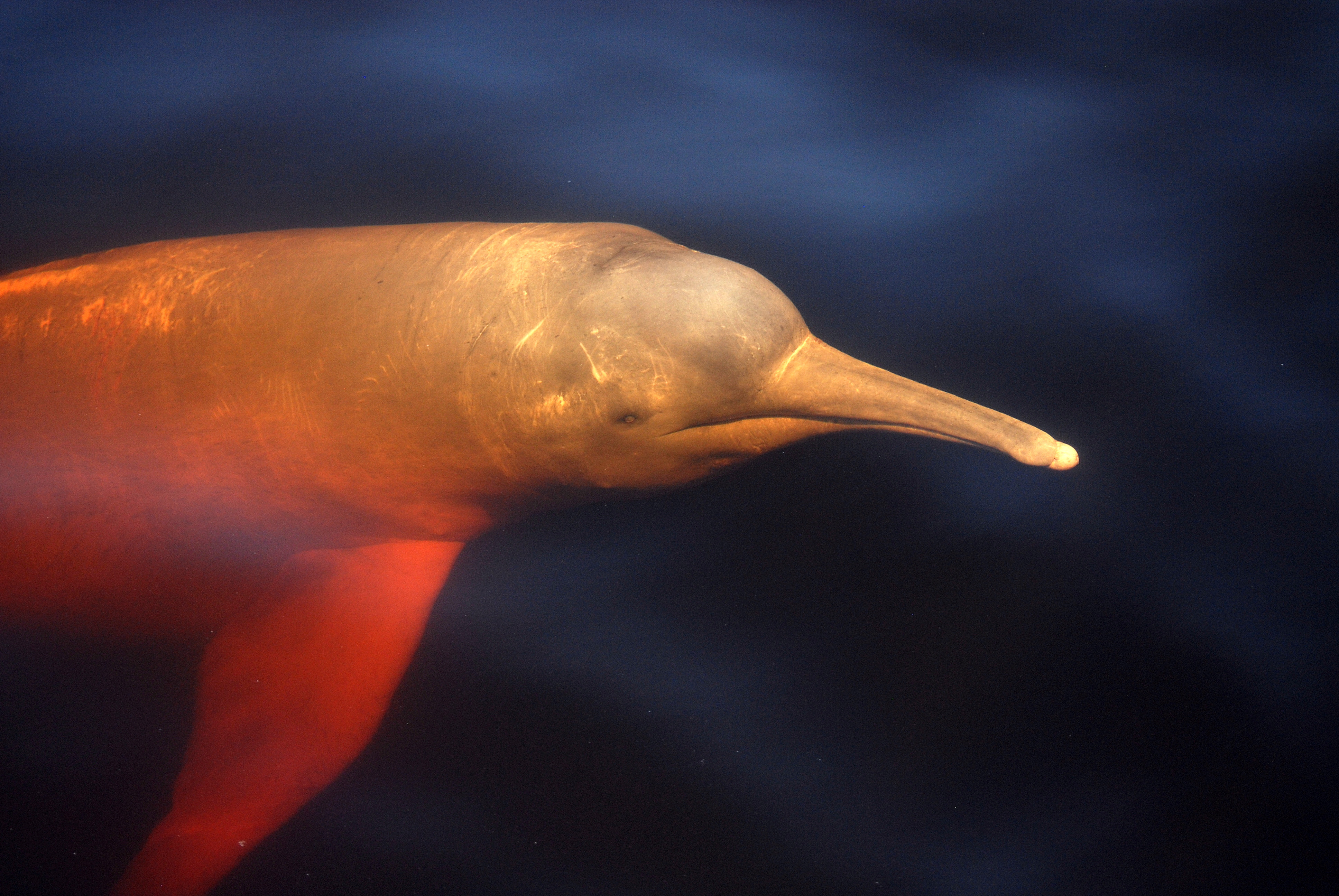 Pink river dolphin