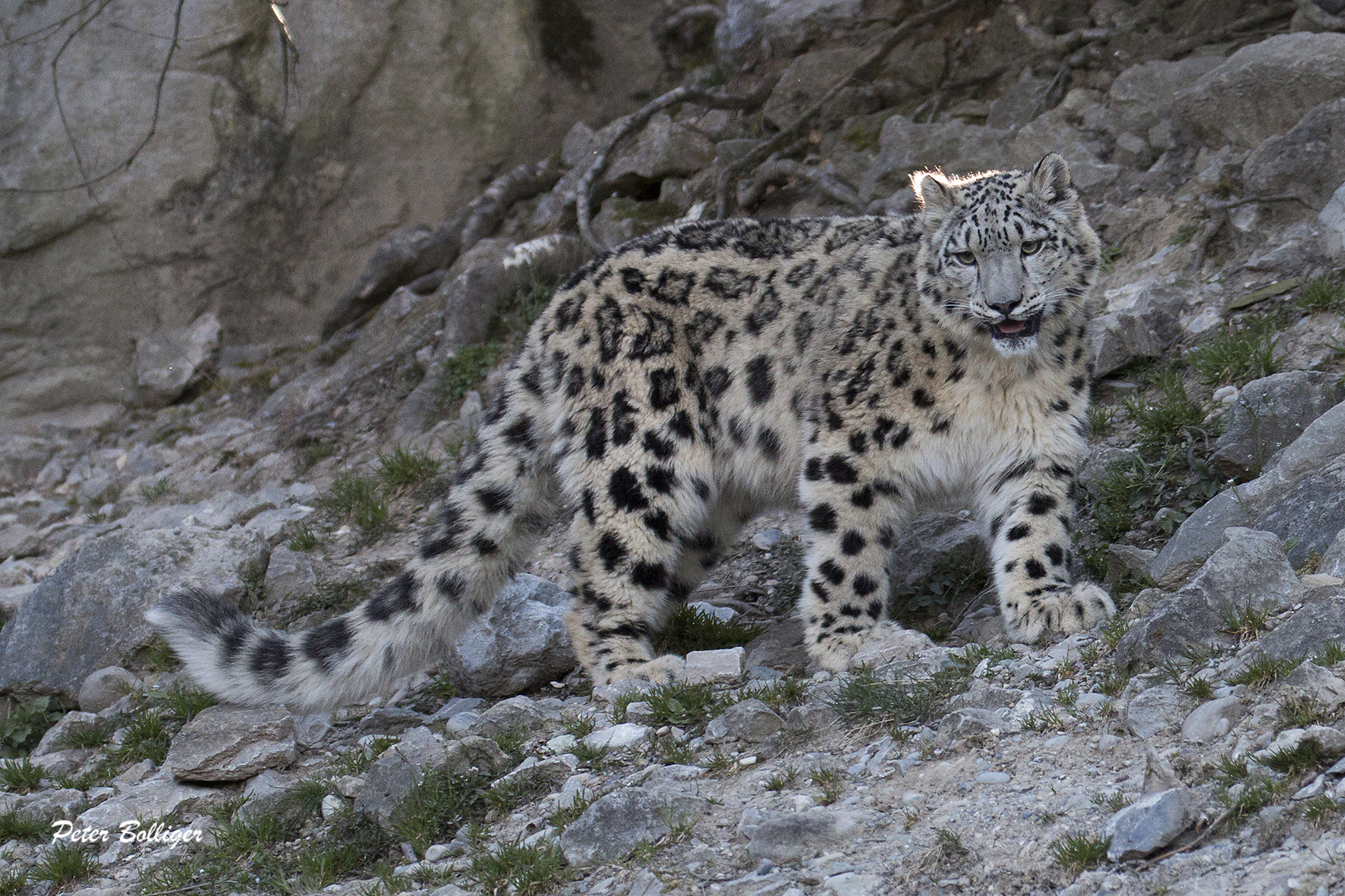 A landscape-level approach to conserve the snow leopards | Whitley Award