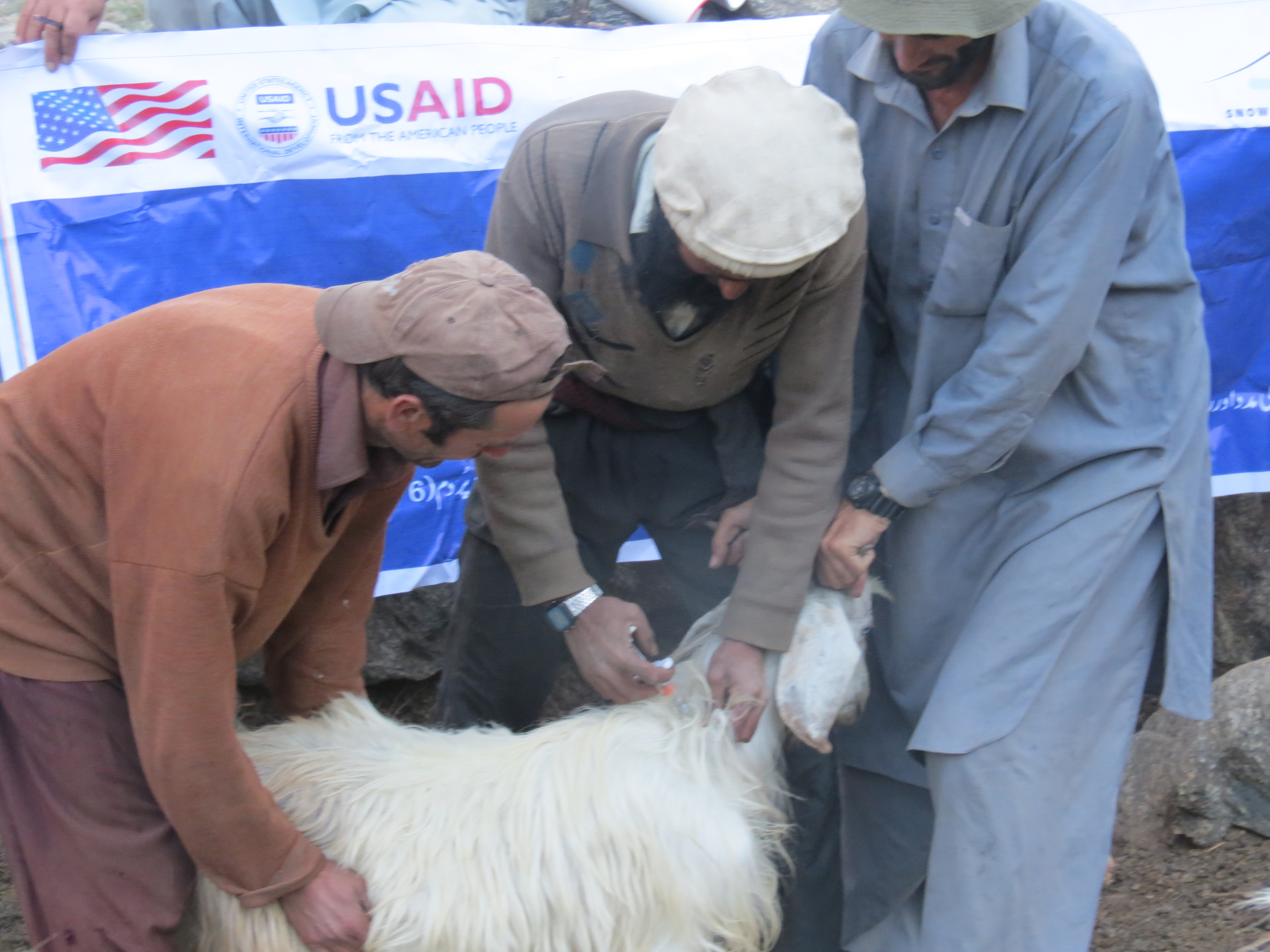 Livestock Vaccination-2
