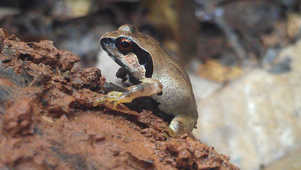 Spc_Giant Squeaker Frog9