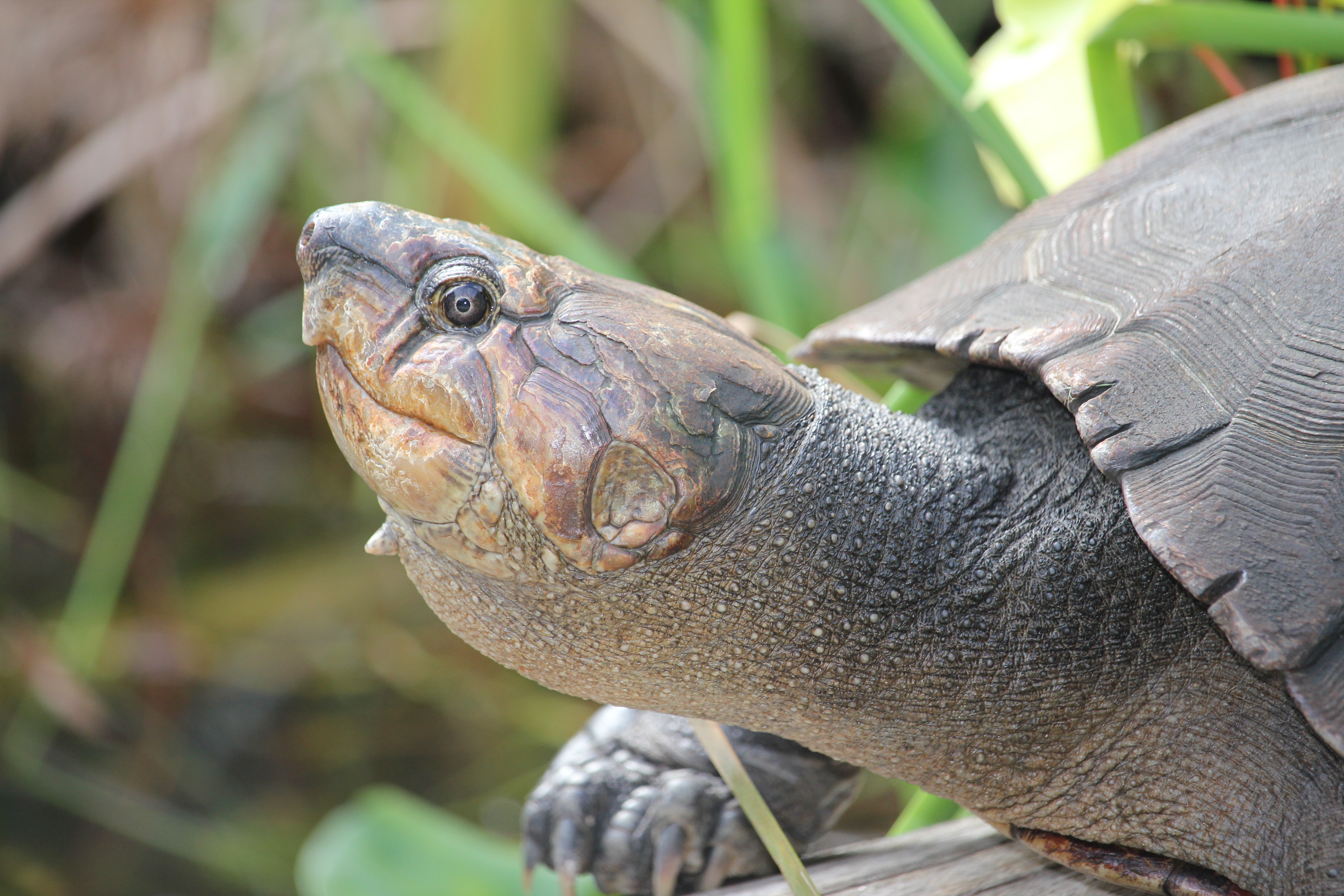 Saving the Critically Endangered side necked turtle Whitley Award