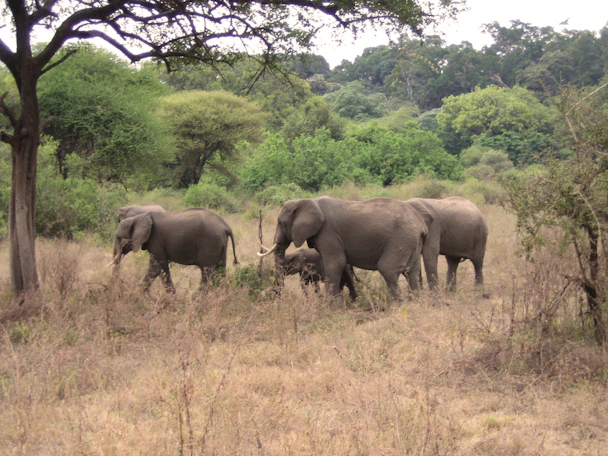 USE IMG_0489 Elephants