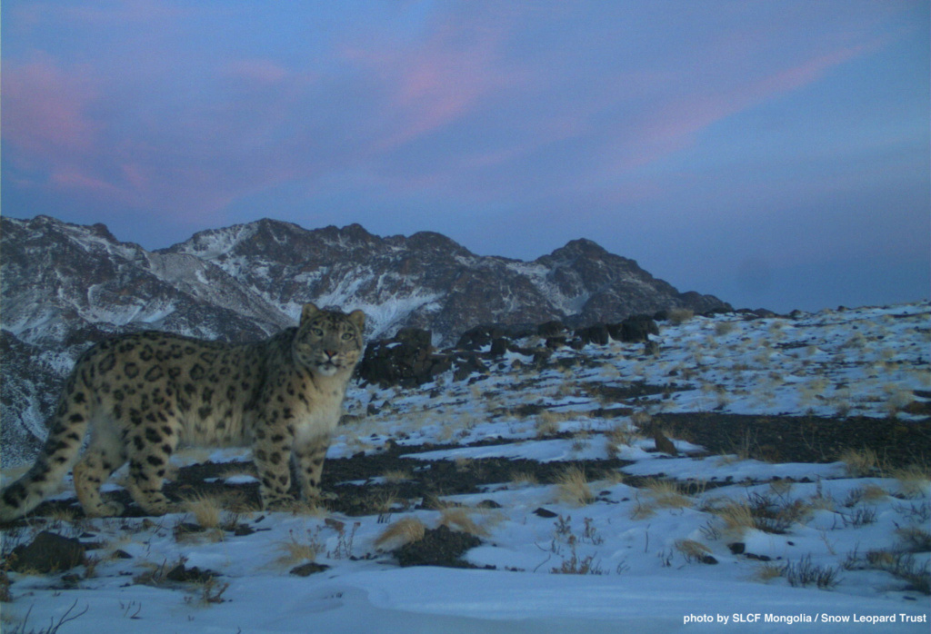 snow-leopard-mongolia