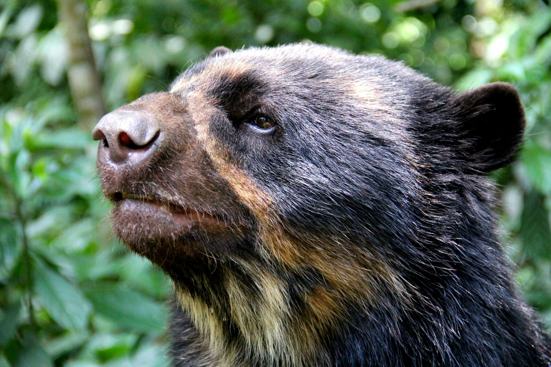 Whitley_Award_winner_Ximena_Velez_Liendo_Spectacled_Bear_Bolivia