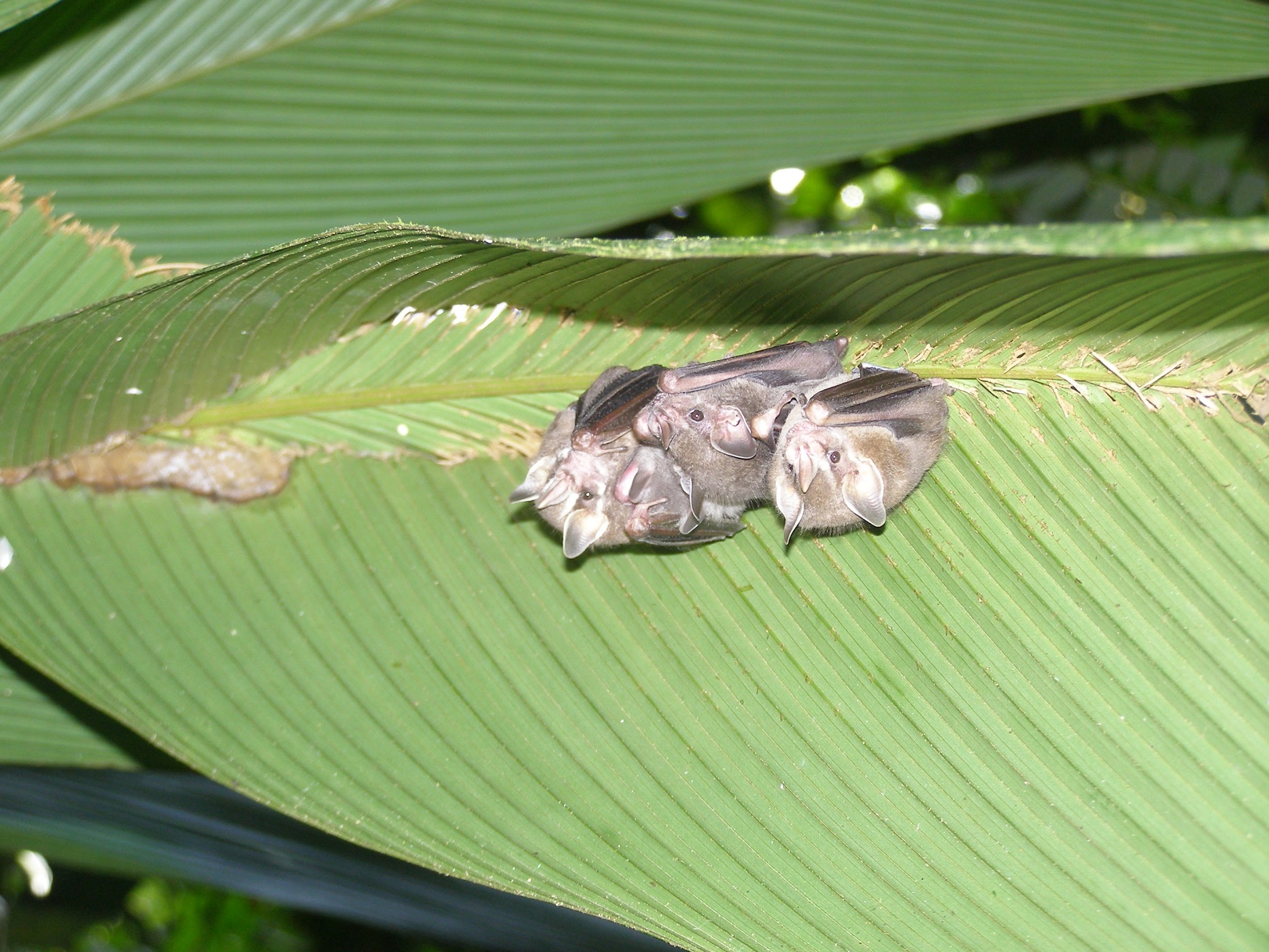 Bat Conservation in Mexico and Latin America Whitley Award