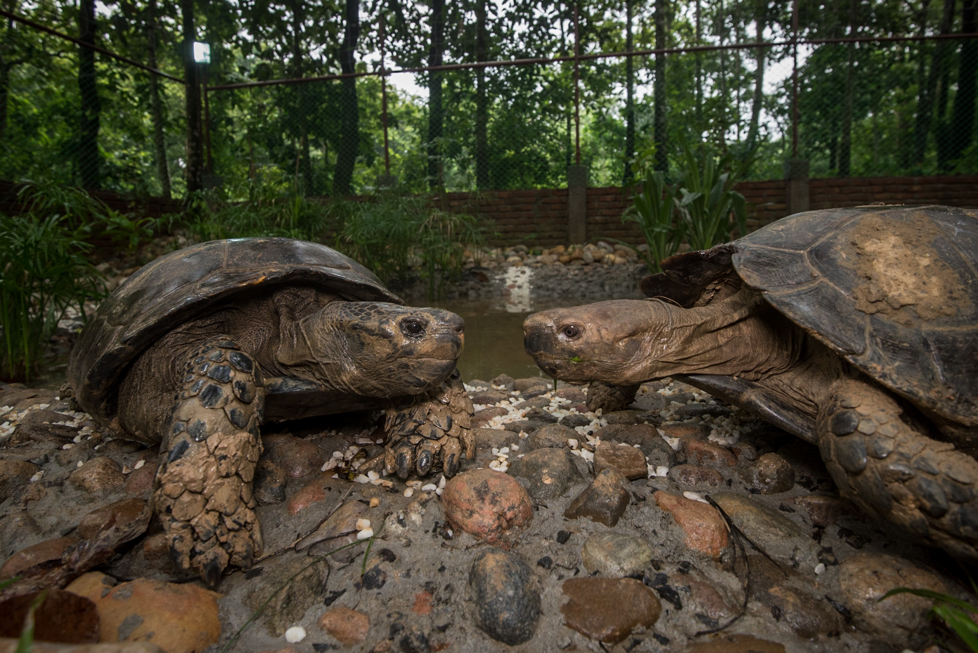 Tortoises In Trouble: Community Conservation Of Asia’s Largest Tortoise ...