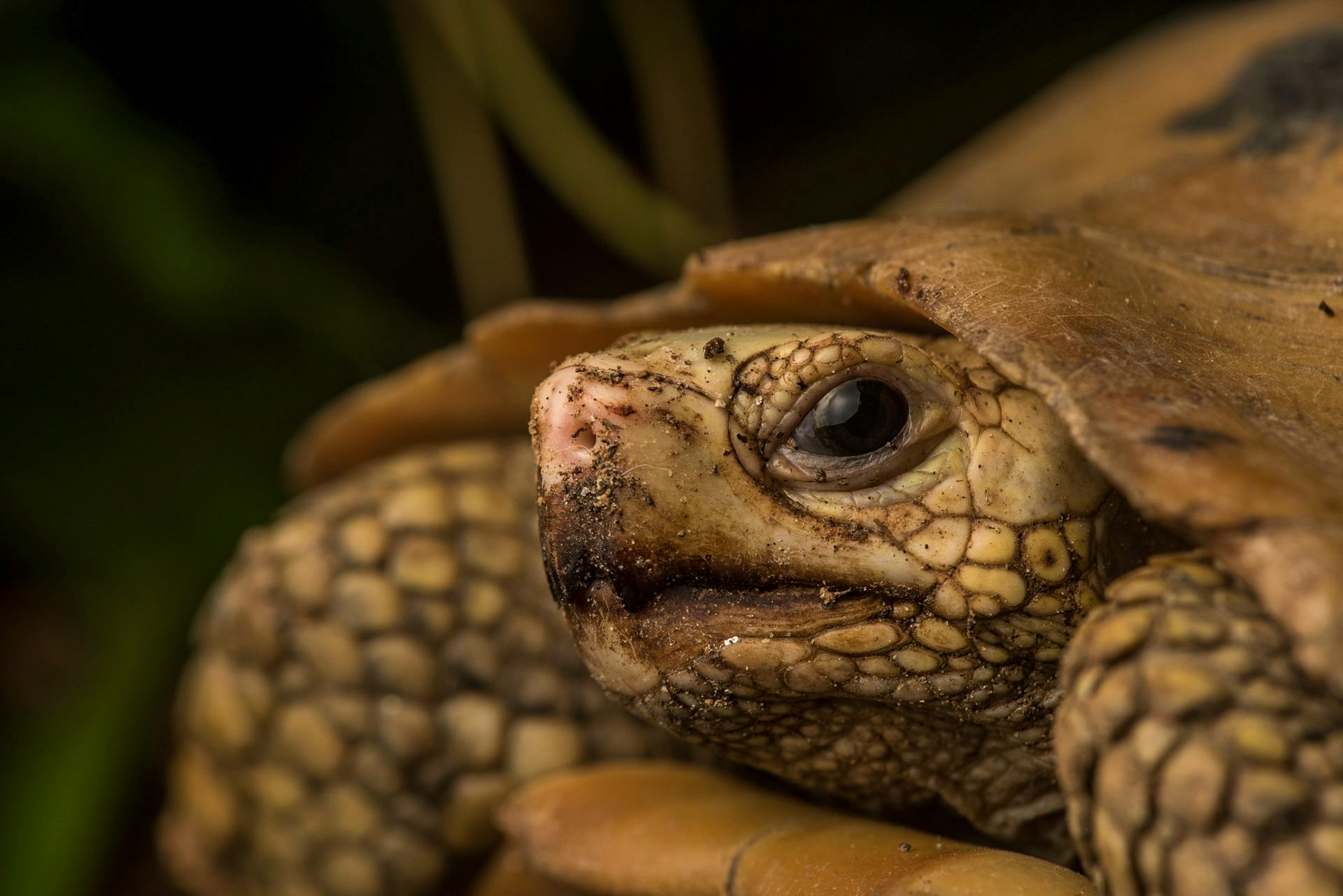Tortoises in trouble: community conservation of Asia’s largest tortoise ...