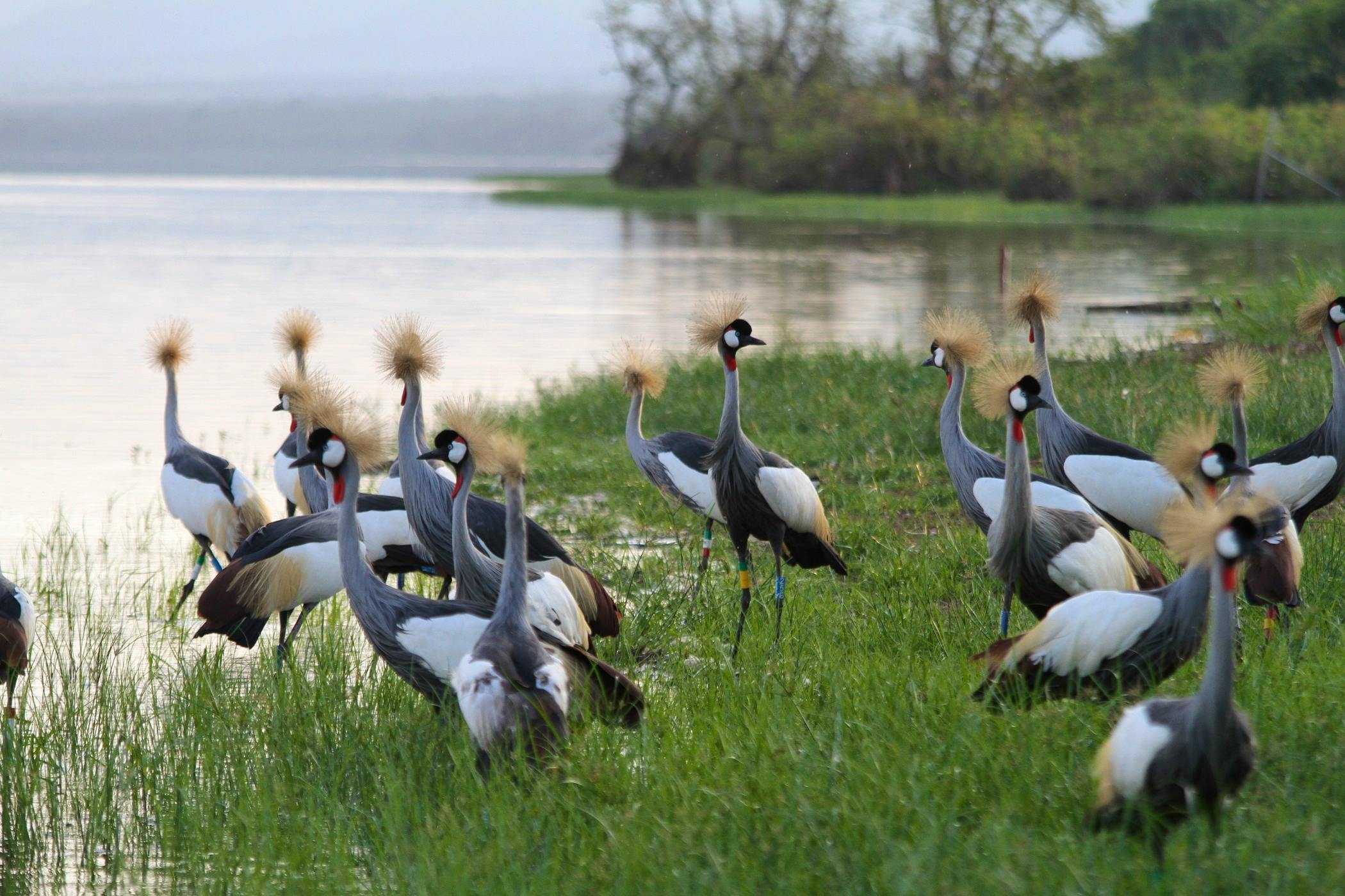 conserving rwanda s emblematic