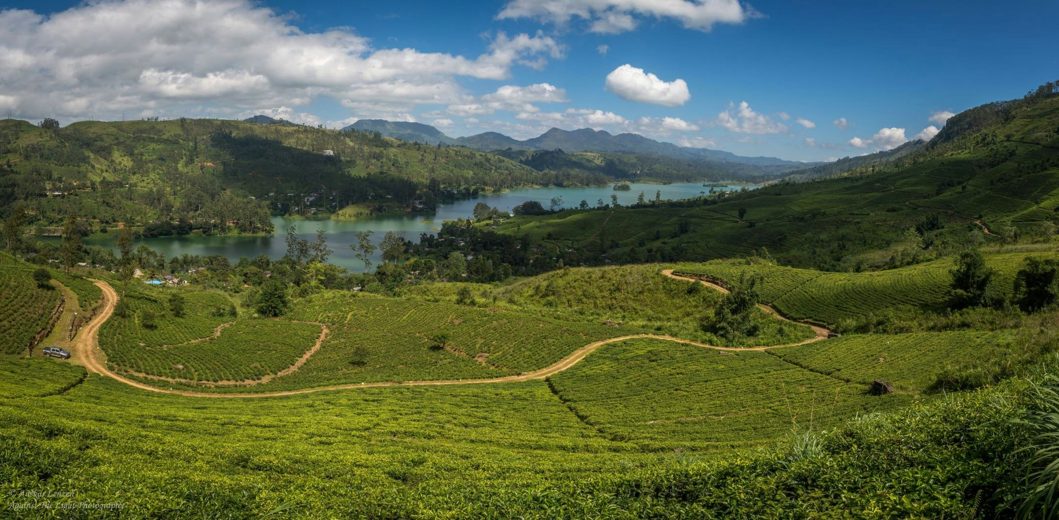 Whitley_Award_winner_Anjali_Watson_tea_plantation_Western_Ridge_across_water_Elbedda_ridge_in_distance