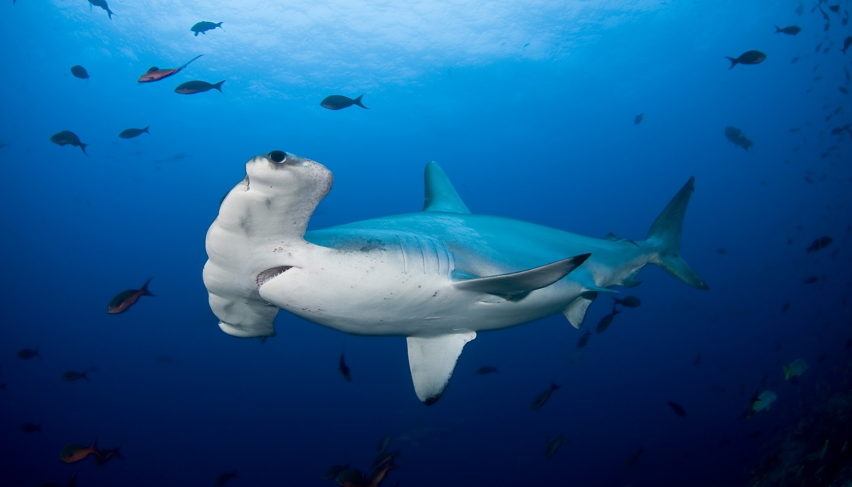 акула перу