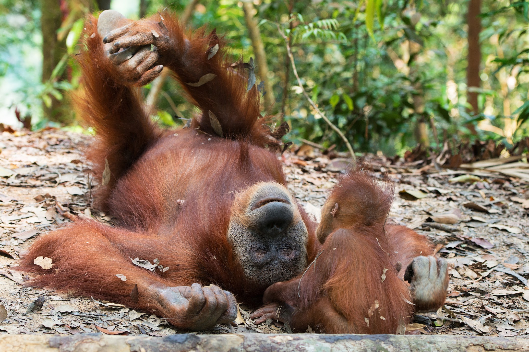 Critically Endangered Orangutans protected by Panut