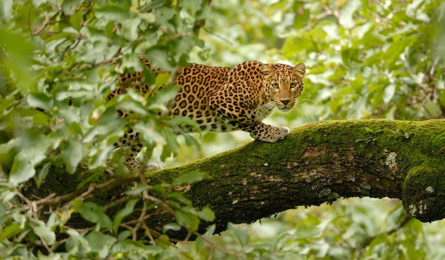 Leopard by Kalyan Varma