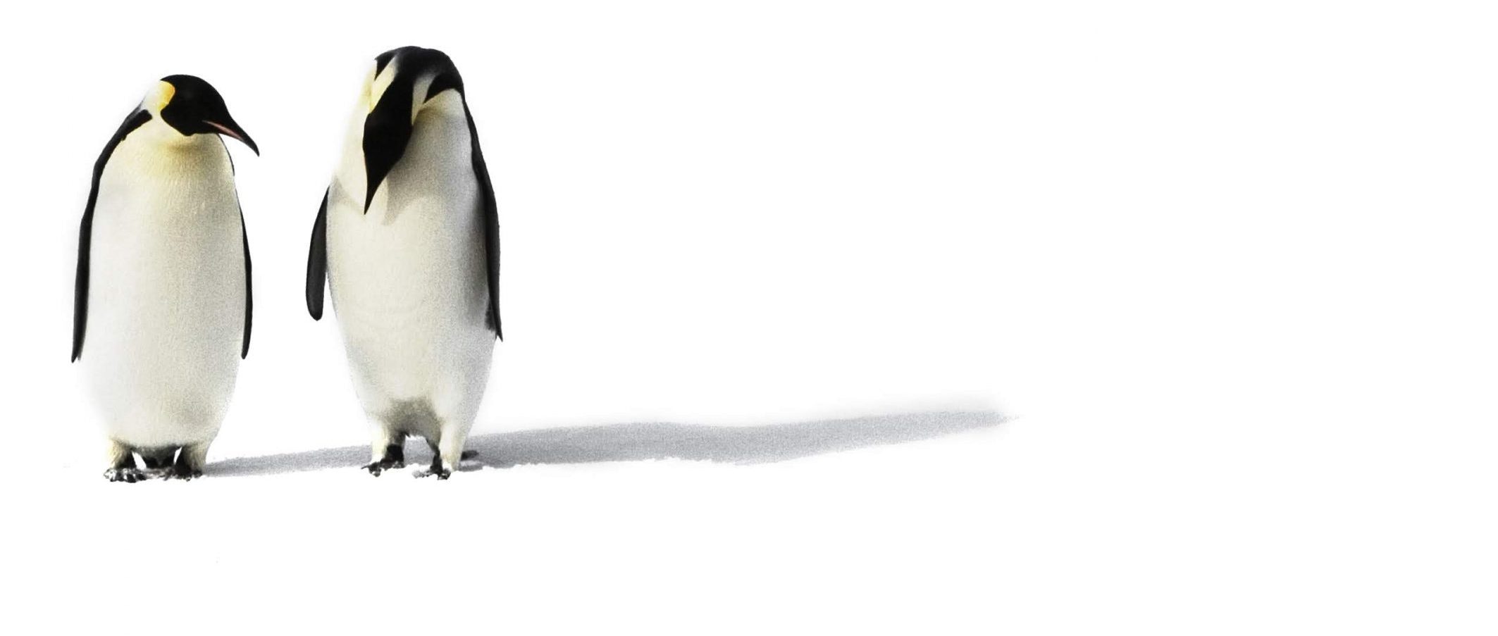 Whitley Gold Award winner Pablo Borboroglu protects Emperor penguins in Argentina