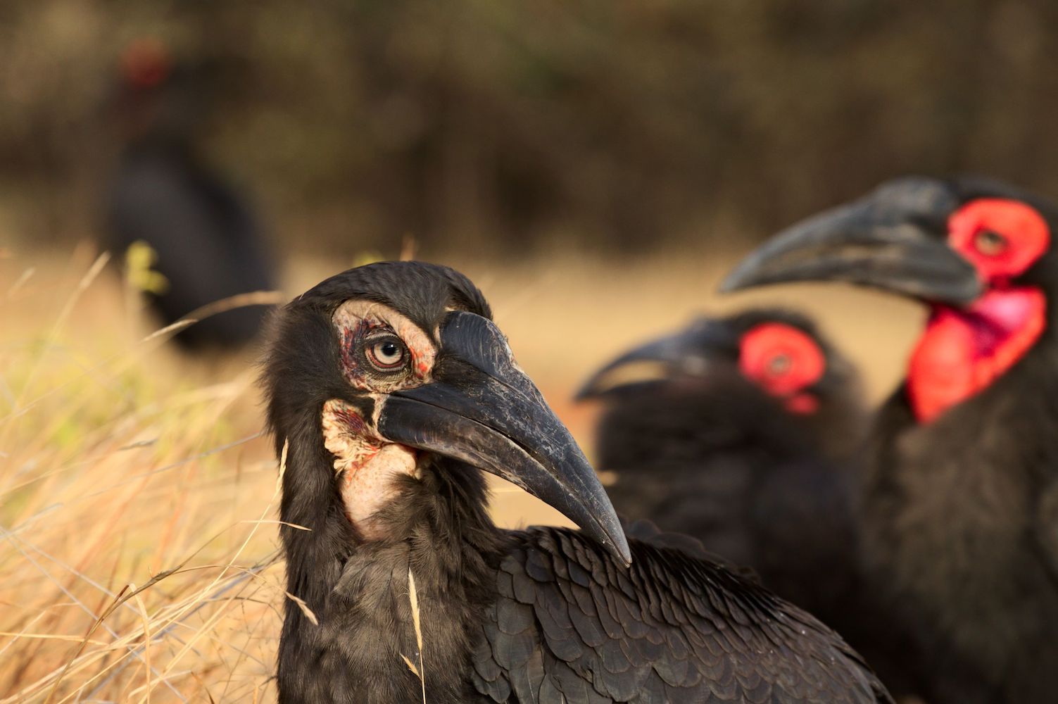 Flagship species - Group of Southern Ground-hornbills CREDIT Hein Nel